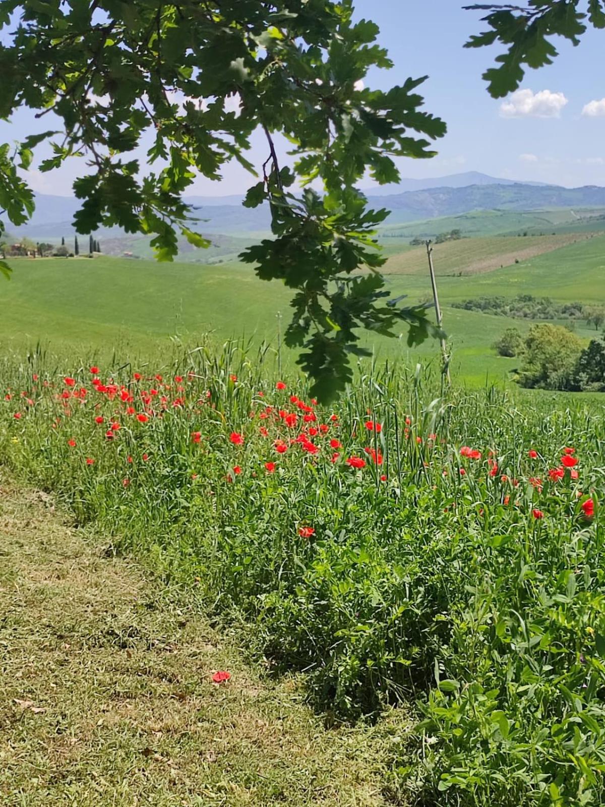 Agriturismo Il Pozzo Castiglione dʼOrcia Dış mekan fotoğraf